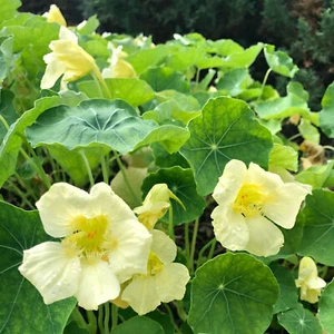 10 NASTURTIUM MILKMAID SEEDS Hanging Basket Trailing Compact Flower Climbing - Picture 1 of 3