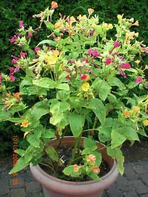 Japanische Wunderblume, Mirabelis Jalapa , bunte Mischung 30 Stück Samenkörner - Bild 1 von 4