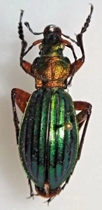RAR Carabidae Carabus Chrysocarabus auronitens escheri Rumänien #W99 Käfer - Bild 1 von 3