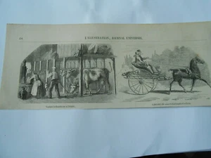 Gravure 1857 - Vaches hollandaises à l'étable Cabriolet Noord Hollandschechais - Picture 1 of 1