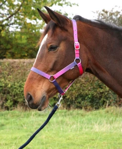 Hy Equestrian Ombre Set Collare Testa e Corda di Piombo Verde/Blu/Rosa/Viola/Arcobaleno - Foto 1 di 13