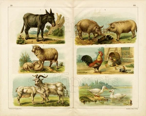 1886 TEMPSKY CHROMOLITHOGRAPH farm animals: chicken, goat, donkey, sheep, pig - Picture 1 of 2