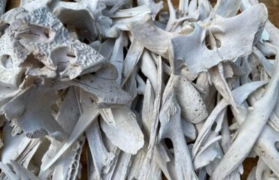 Huesos de cocodrilo 2 libras Foto 1 de 2