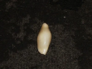 SIMNIA SPELTA UNCOMMON - Picture 1 of 2