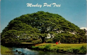 Hawaiian Monkey Pod Tree Postcard Posted - Picture 1 of 2