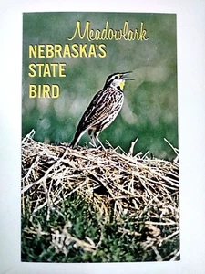 Nebraska NB Postcard State Bird Meadowlark Nest - Picture 1 of 10
