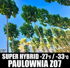 200 Graines Paulownia Z07 Super Hybride - Kiribaum - Royal Empress Tree - Imagen 1 de 1