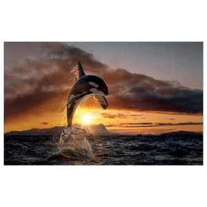 WG017 Orca Wal bedrucktes Wandaufkleber Vinyl verschiedene Größen - Bild 1 von 1