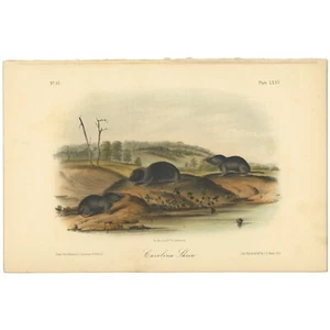 Audubon Quadrupeds Octavo Bowen 1849 h/c litho Pl 75 Carolina Shrew - Picture 1 of 2