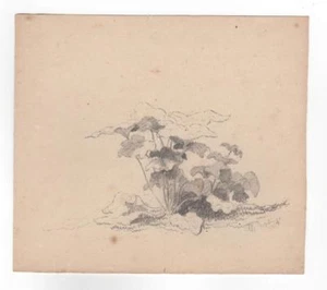 Xanthus Smith studio delle piante a matita 1857 - Foto 1 di 1