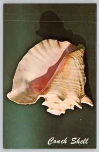 Caracola rosa o caracola reina Florida Shell A Favorite of Shell Collectors UNP - Imagen 1 de 2