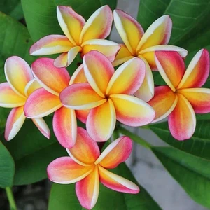 Frische Samen von PLUMERIA RUBRA - FRANGIPANIER x 10 - Bild 1 von 7