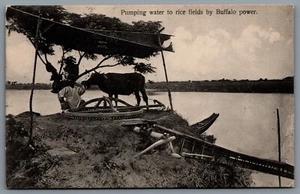 Postcard Shanghai China c1914 Pumping Water to Rice Fields by Buffalo Power - Picture 1 of 2