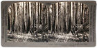 Keystone Stereoview 400' Eucalyptus Trees, Australia 1910’s Education Set #586 A