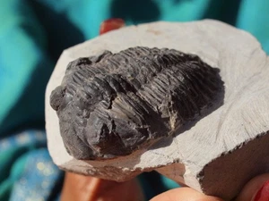 Large TRILOBITE Hollardops Mesocristata Devonian 393 Million Yrs. Old - Picture 1 of 2