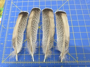 Z181 2 Pr híbrido ala de pavo pluma águila subsistente - Imagen 1 de 1