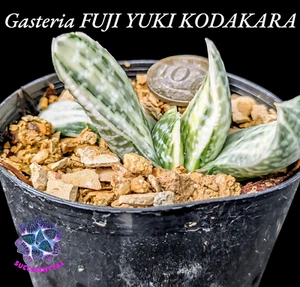 Gasteria FUJI YUKI KODAKARA VARIEGATED variegata Succulent Haworthia Aloe family - Picture 1 of 5