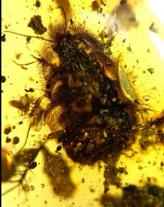 Burmite Fossil Cretaceous amber cockroach insect Burmese Fossil amber Myanmar - Picture 1 of 6