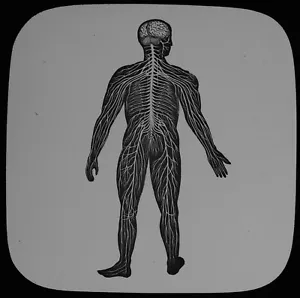 Magic Lantern Slide HUMAN PHYSIOLOGY NO36 SPINE SYST C1888 MEDICAL ILLUSTRATION - Picture 1 of 2
