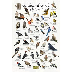 Birds of Missouri Hinterhof Vogelbeobachtung / Vogelbeobachtung Feldführer - Bild 1 von 5