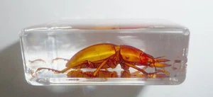 Golden Brownish Stag Beetle in Small Clear Resin Block Learning Aid TE1 - Picture 1 of 9