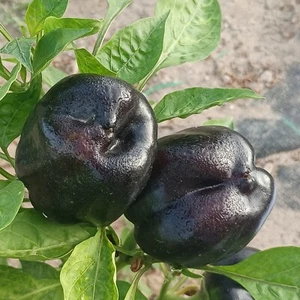 Pimienta Purple Beauty , 10 semillas , Capsicum annuum (273) - Picture 1 of 2