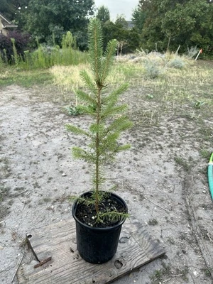 Norway Spruce Tree Seedlings Ready To Plant - Image 1 of 4