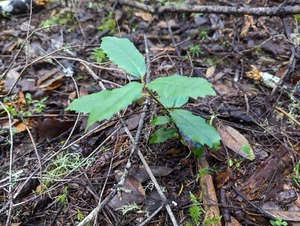 (5) Tan Oak Seedlings (Notholithocarpus densiflorus) - Picture 1 of 3