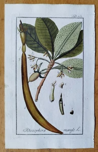Rhizophora Mangel + Heilpflanzen Botanische Drucke von Zorn + 1796 - Bild 1 von 1