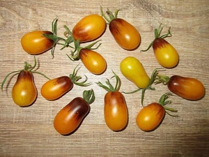 Lila Orange Datteltomaten Samen 10 stk -Seltene Tomaten- - Bild 1 von 1