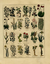 Antique Herbal Print-CYPRESS-DAFFODIL-Culpeper-1790