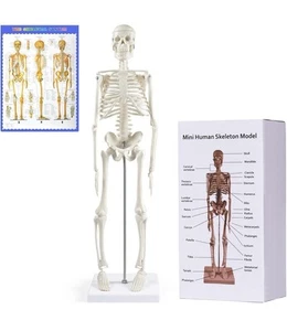 Human Skeleton Model for Anatomy,17.7“ High Scientific Anatomy Human Body Model - Picture 1 of 9