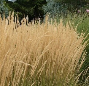 Calamagrostis x acutiflora 'Karl Foerster' - Picture 1 of 2