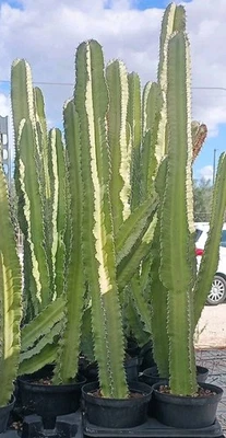 Pianta Di Euphorbia Eritrea In Vaso 13 Altezza Cm 60 Circa  - Immagine 1 di 2