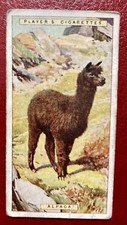 (A62) PLAYERS “NATURAL HISTORY” Card No. 2 Alpaca