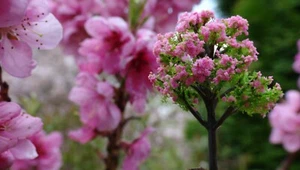 10 Pink Blooming Trees, 60 mm, Cherry Blossom, Cherry Trees - Picture 1 of 12