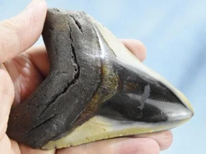 Megalodon Shark Teeth XLG Real FOSSIL 5 - 24 million year old 124mm 4.7" 606dd - Picture 1 of 16