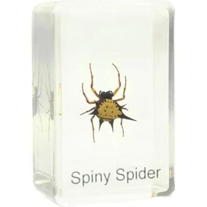 Omegon Dauerpräparat Spiny Spider - Bild 1 von 1