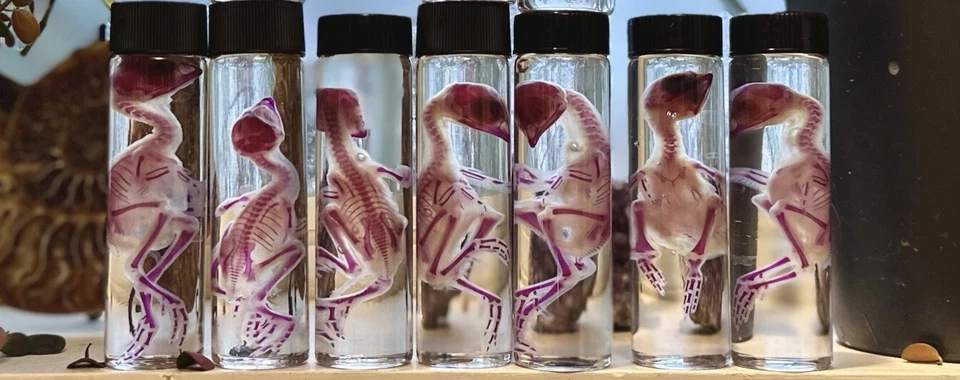 Диафонизированный перепел - Изображение 1 из 1