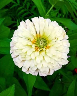 100 POLAR BEAR ZINNIA SEEDS | 出售 免运费 非转基因 HEIRLOOM — 第 1/3 张图片