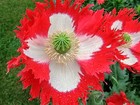 500 DANISH FLAG QUEENS POPPY Papaver Danebrog Flower Seeds *Comb S/H