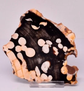 PEANUT WOOD Fossil Polished Slice, Cretaceous 70 myo S389 - Imagen 1 de 4