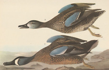 1942 Audubon Art Print 313 Blue-Winged Teal Ducks. Vintage Bird Illustration.