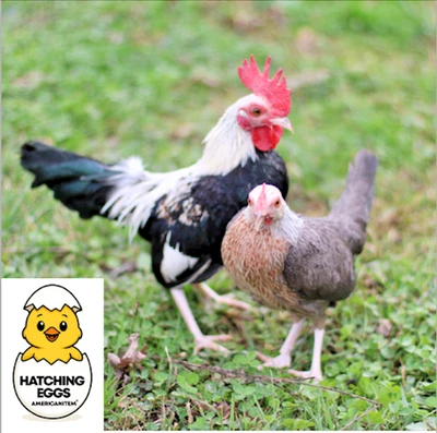 10 FERTILE CHICKEN EGGS BANTAM OLD ENGLISH DUCKWING BARNYARD MIX USPS PRIORITY