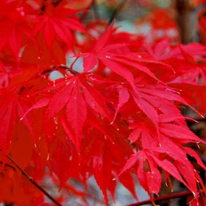 10 BLOODGOOD MAPLE SEEDS - Acer palmatum 'Bloodgood'  ( hardy to minus 30 ) - Picture 1 of 6