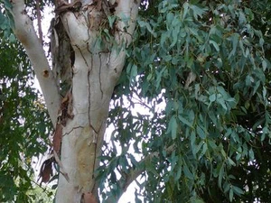 River Red Gum ( Eucalyptus camaldulensis ) 50 Seeds - Picture 1 of 3