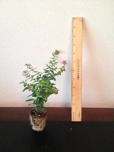 6 Mexican Heather - Live Plants - Picture 1 of 4