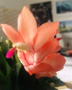 Weihnachtskaktus - Schlumbergera - orange - Bild 1 von 1