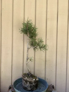 Pre Bonsai Old Japanese Black Pine Tree•Gray/White Mottled Bark•Exp Roots•Scars+ - Picture 1 of 14