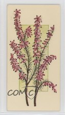 1977 Carreras Craven Black Cat Flowers All the Year Round Tobacco #48 2p7